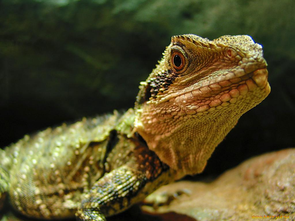животные, Ящерицы, игуаны, вараны