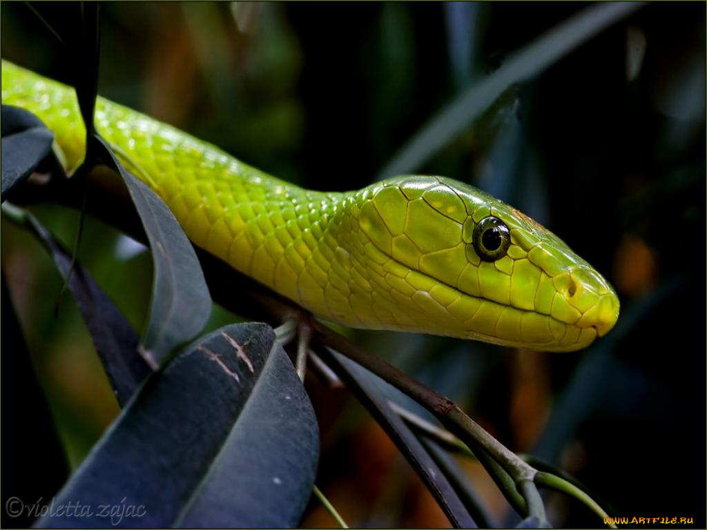 животные, змеи, питоны, кобры