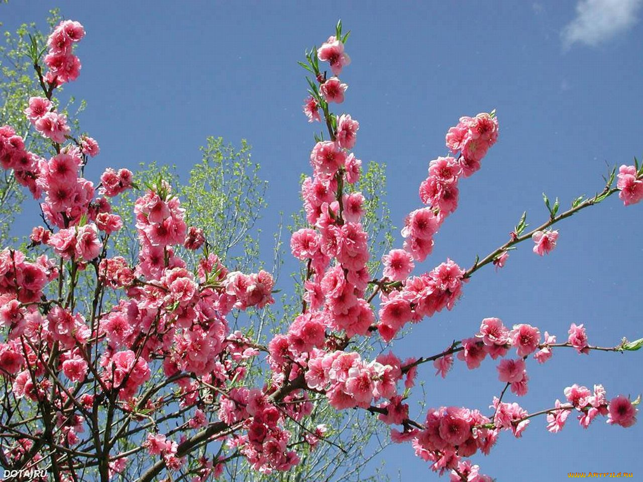 цветы, сакура, вишня