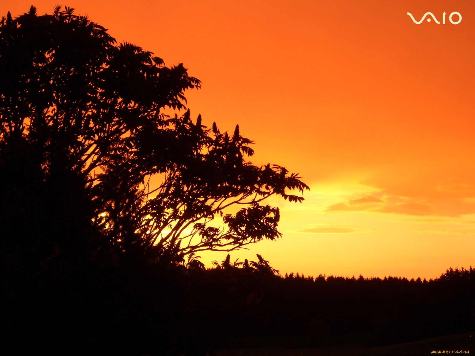 компьютеры, vaio