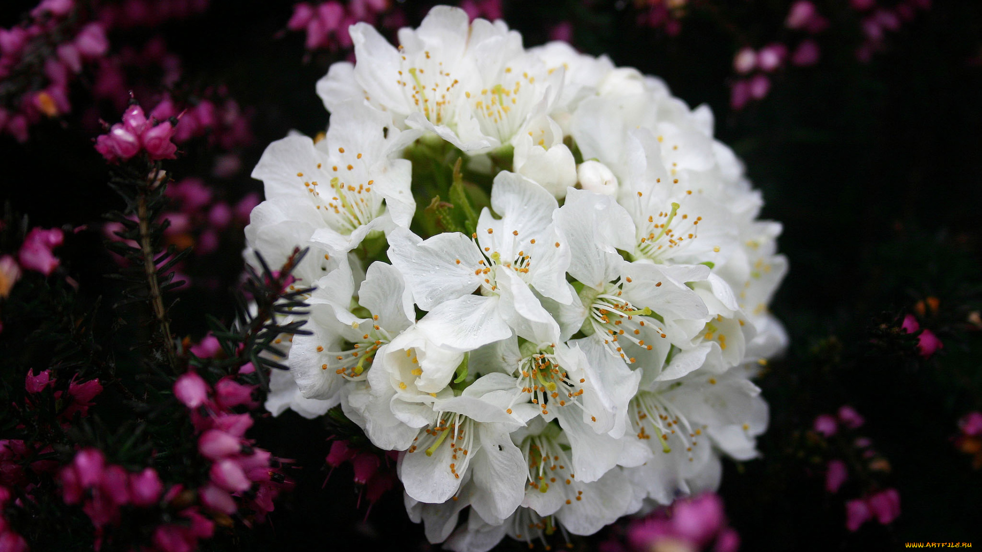 цветы, цветущие, деревья, кустарники