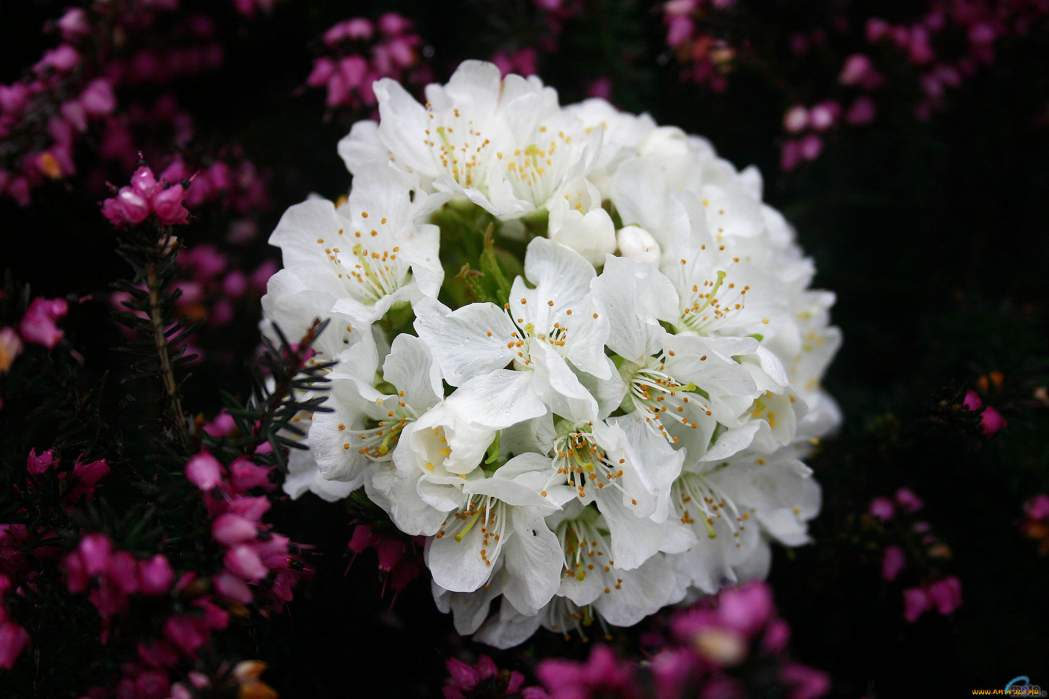 цветы, цветущие, деревья, кустарники