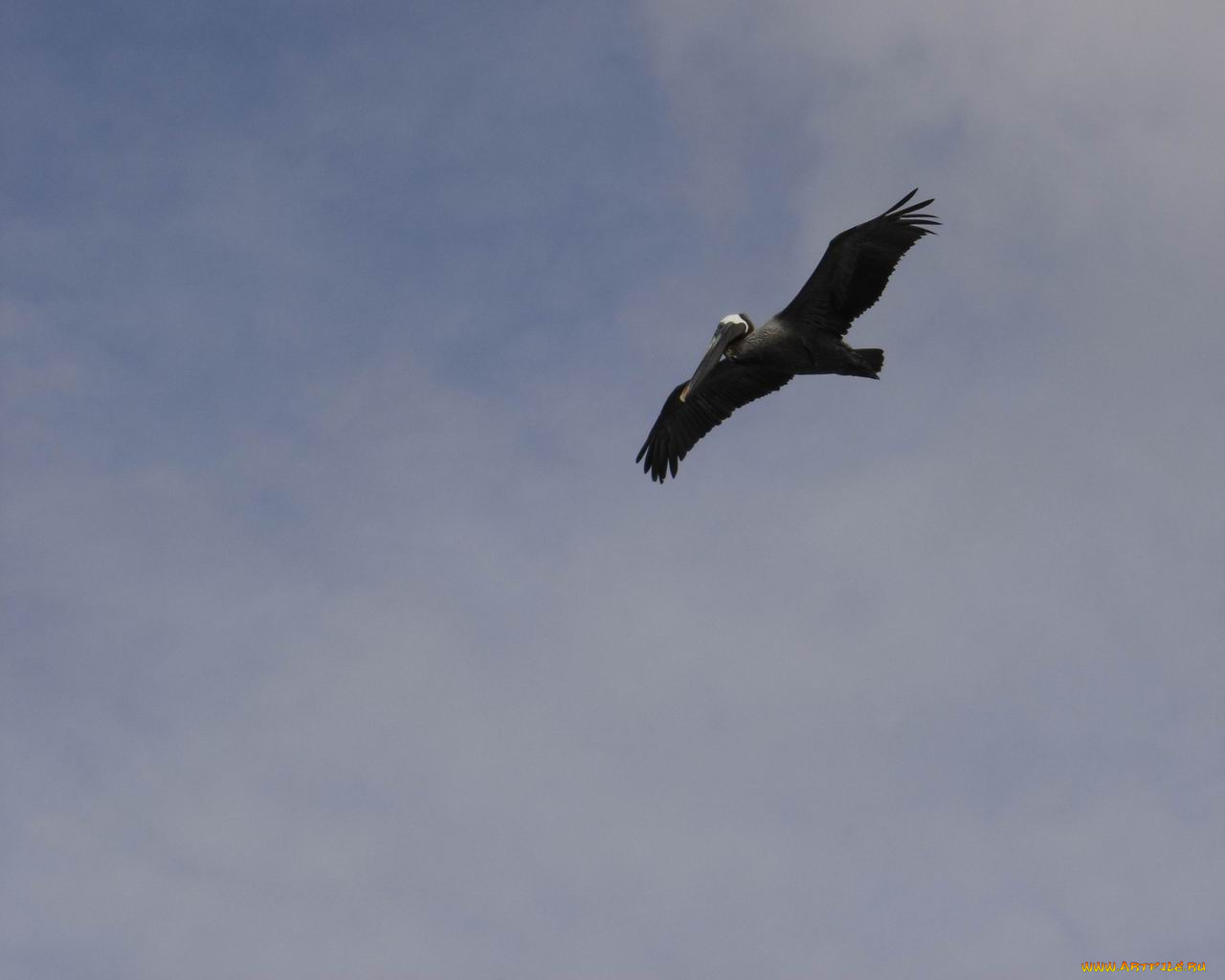 животные, Чайки, бакланы, крачки