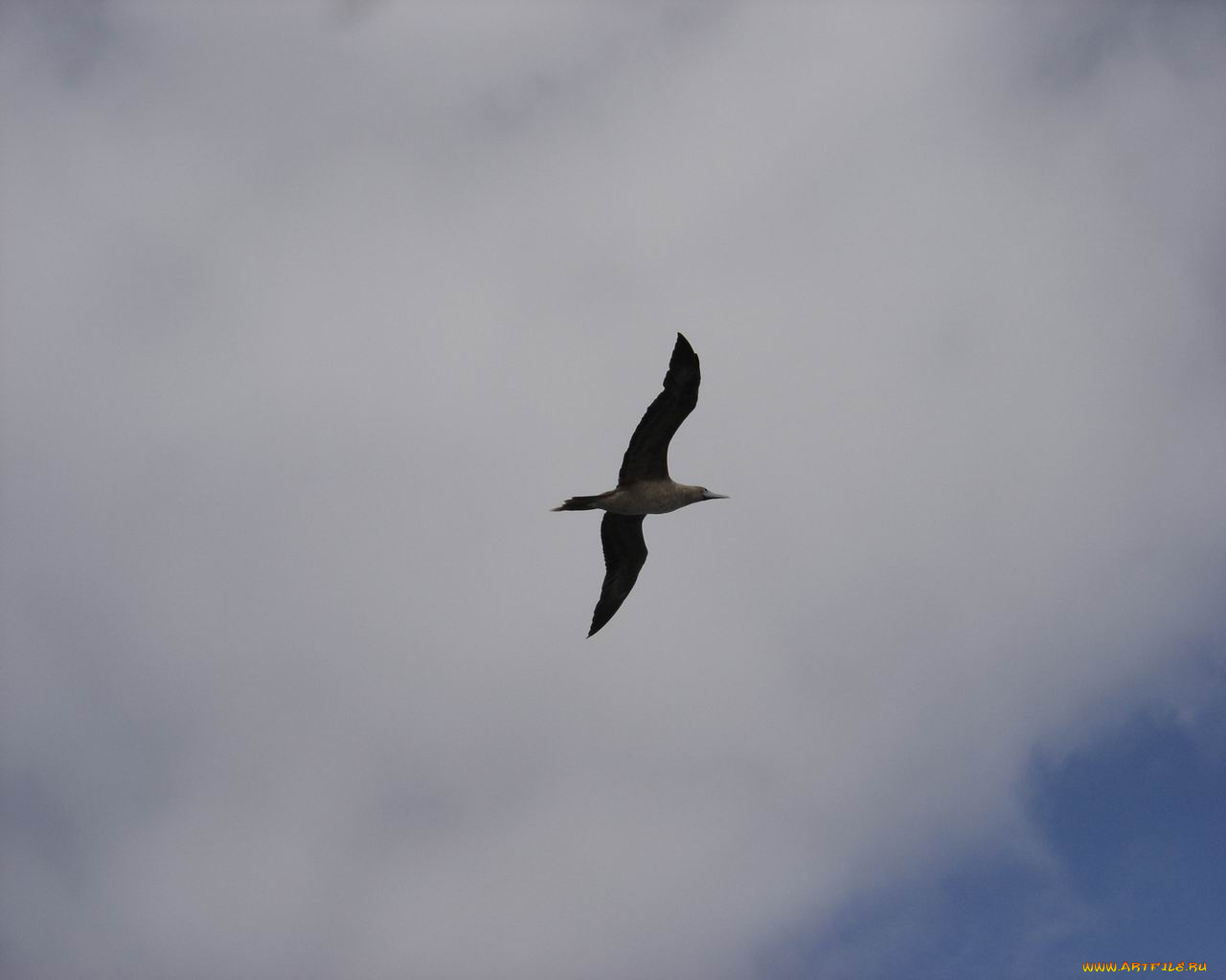 животные, Чайки, бакланы, крачки