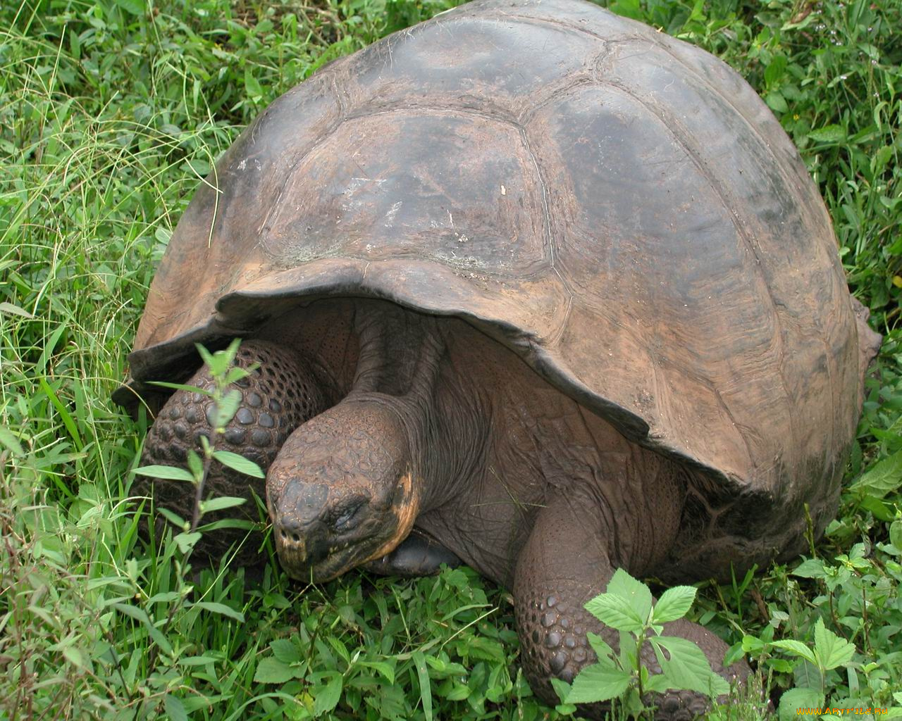 животные, Черепахи