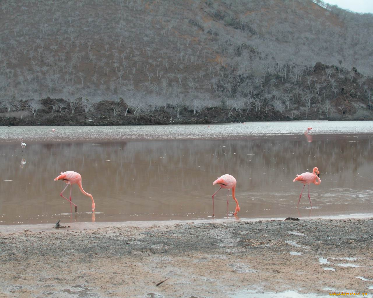 животные, фламинго