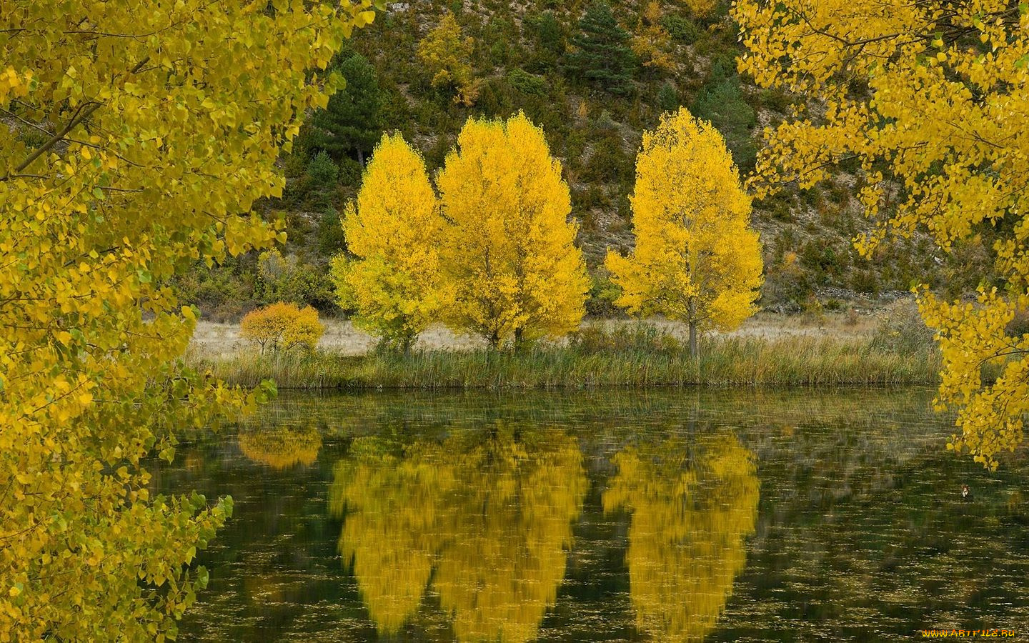 природа, деревья