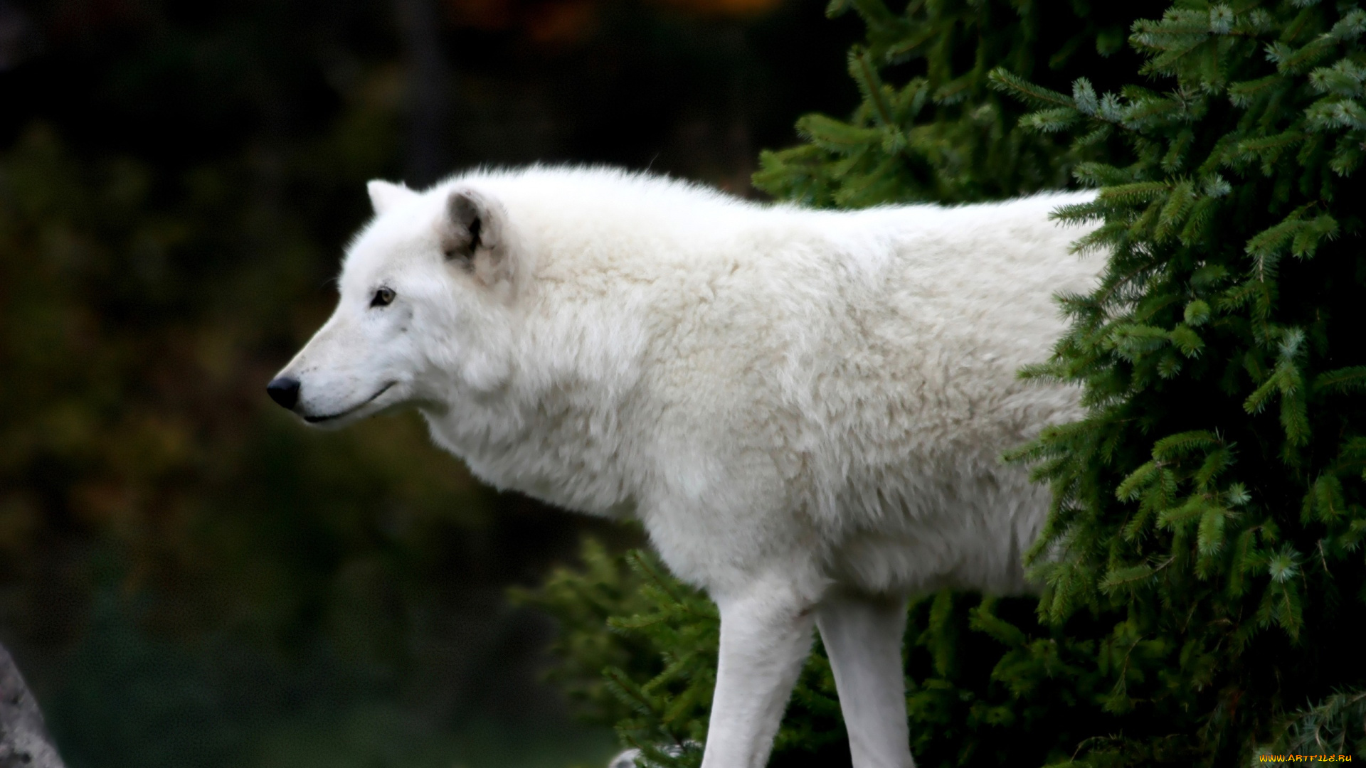 животные, волки