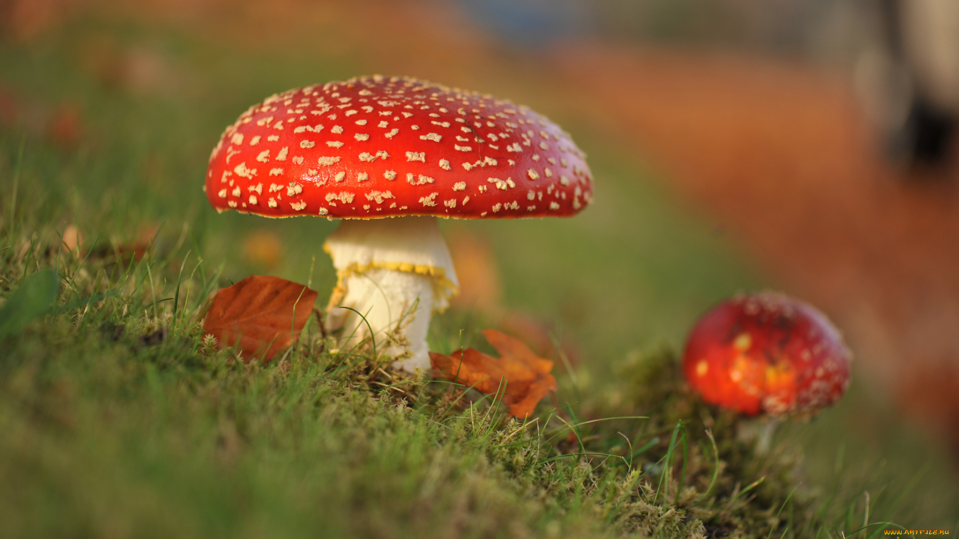 природа, грибы, мухомор, трава, листья, макро, мухоморы