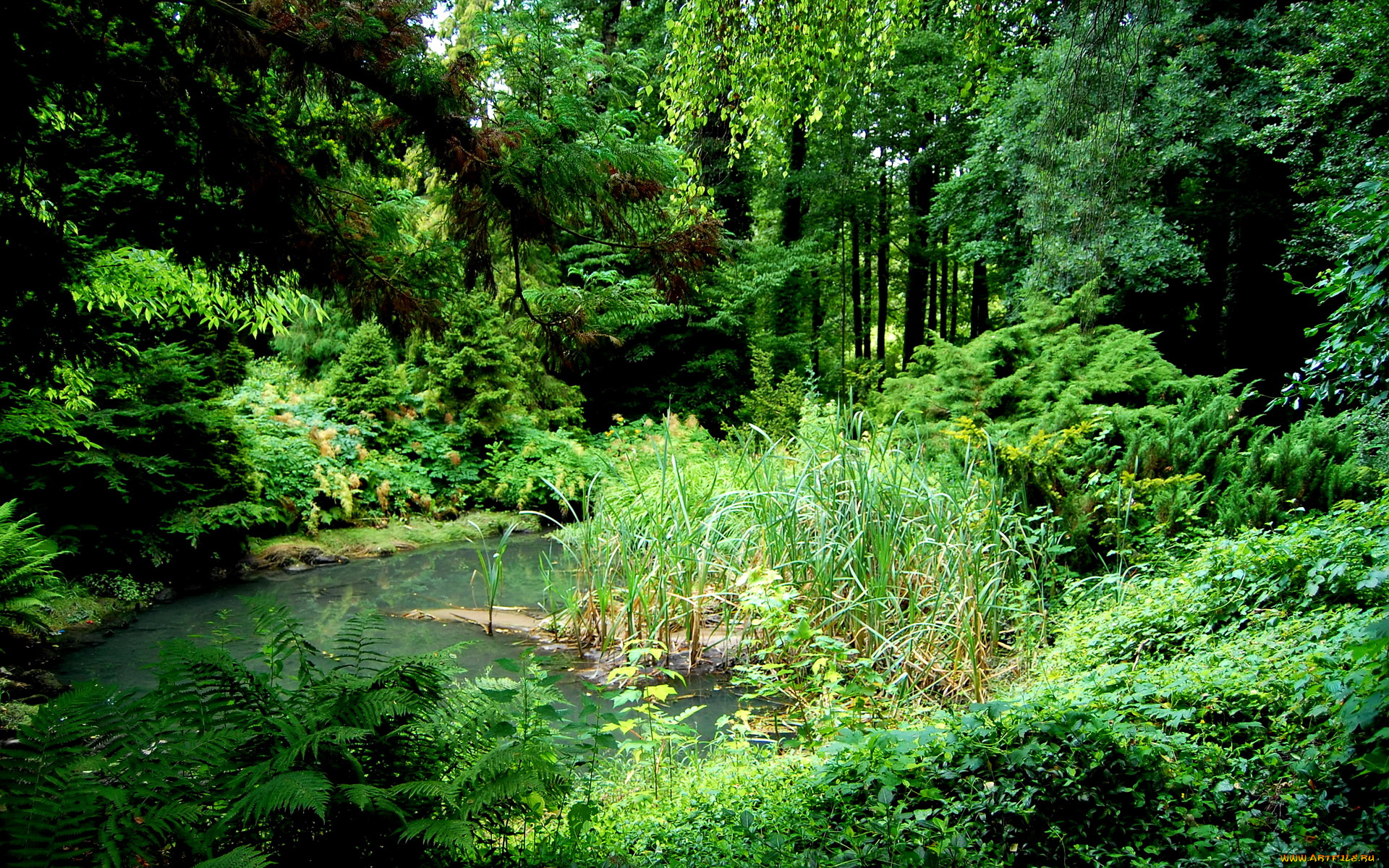 польша, курник, природа, парк