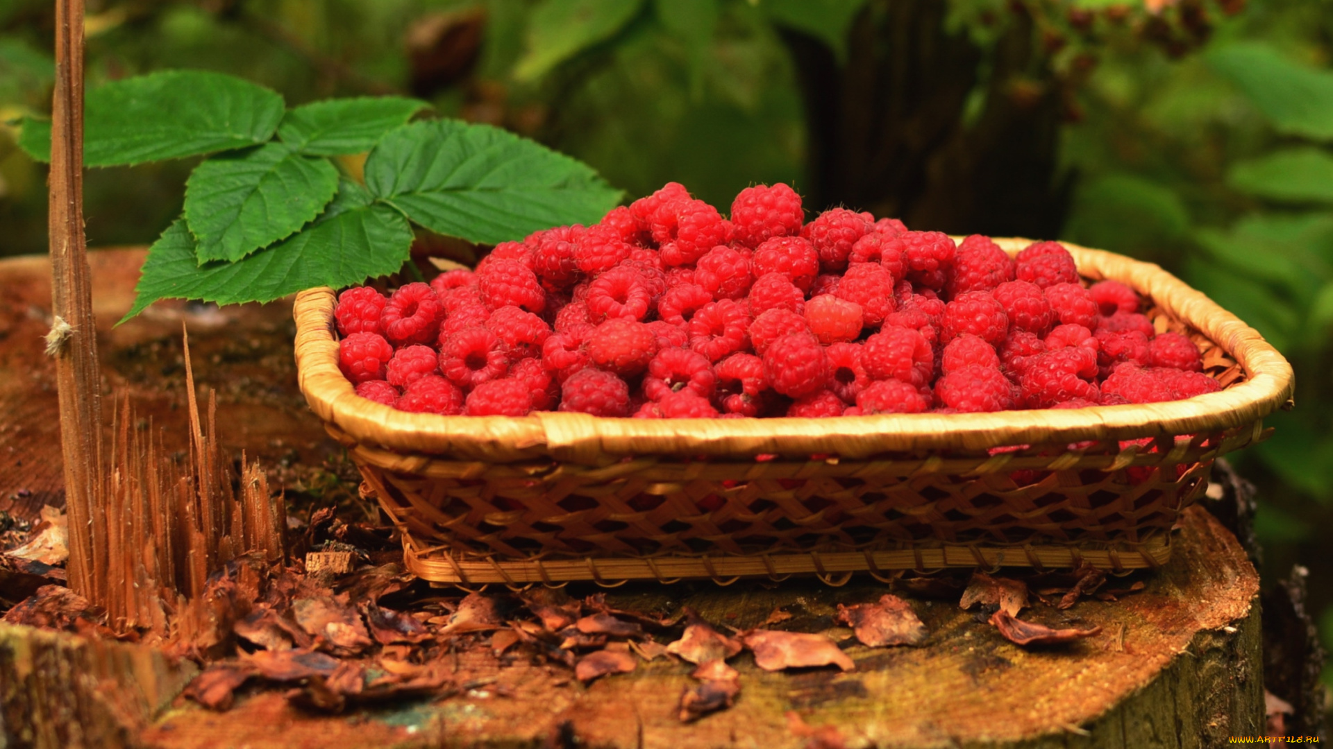 еда, малина, ягоды