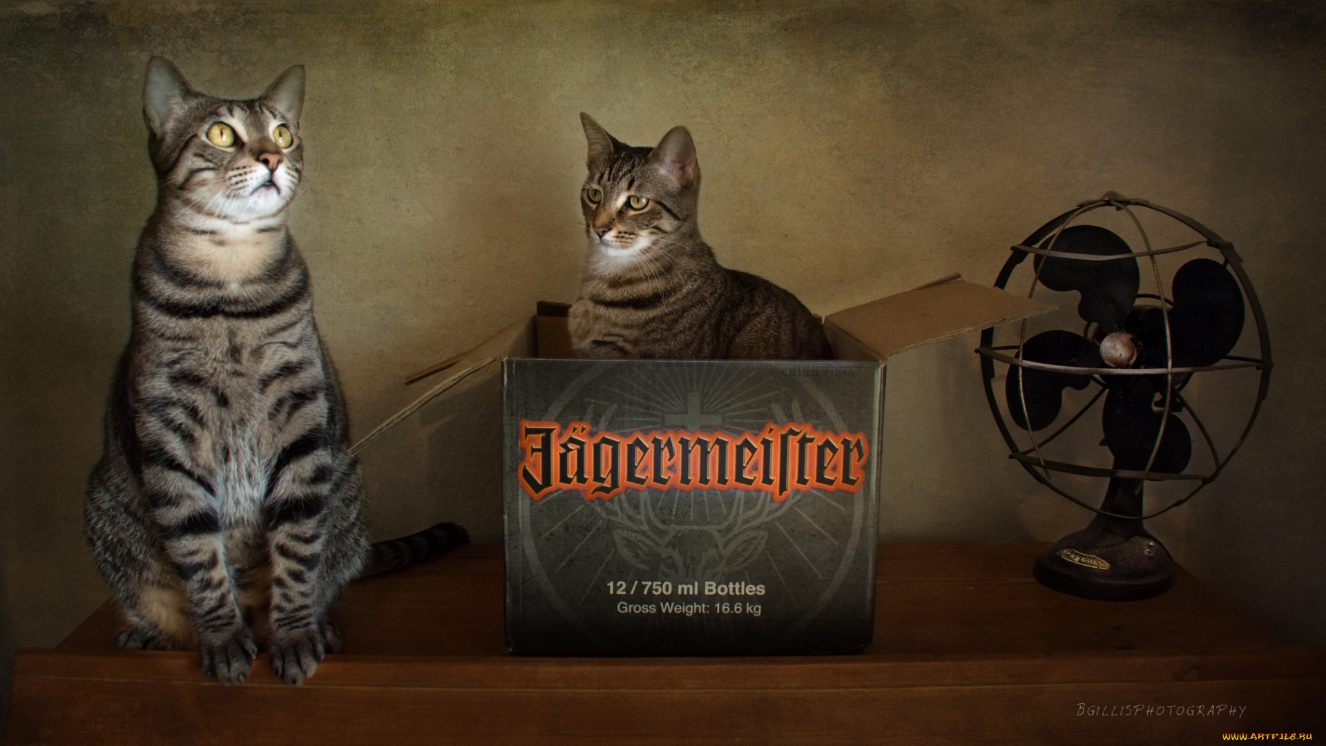 j&, 228, germeister, бренды, коробка, кошки, коты, вентилятор, егермейстер