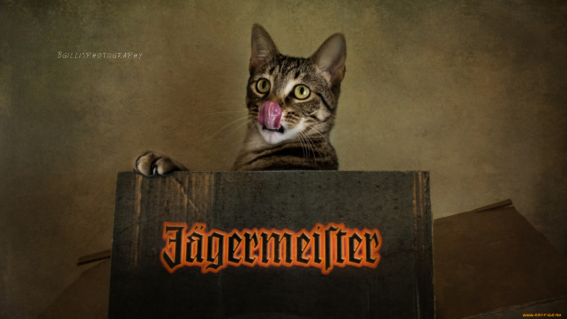 j&, 228, germeister, бренды, кошка, егермейстер, кот, коробка