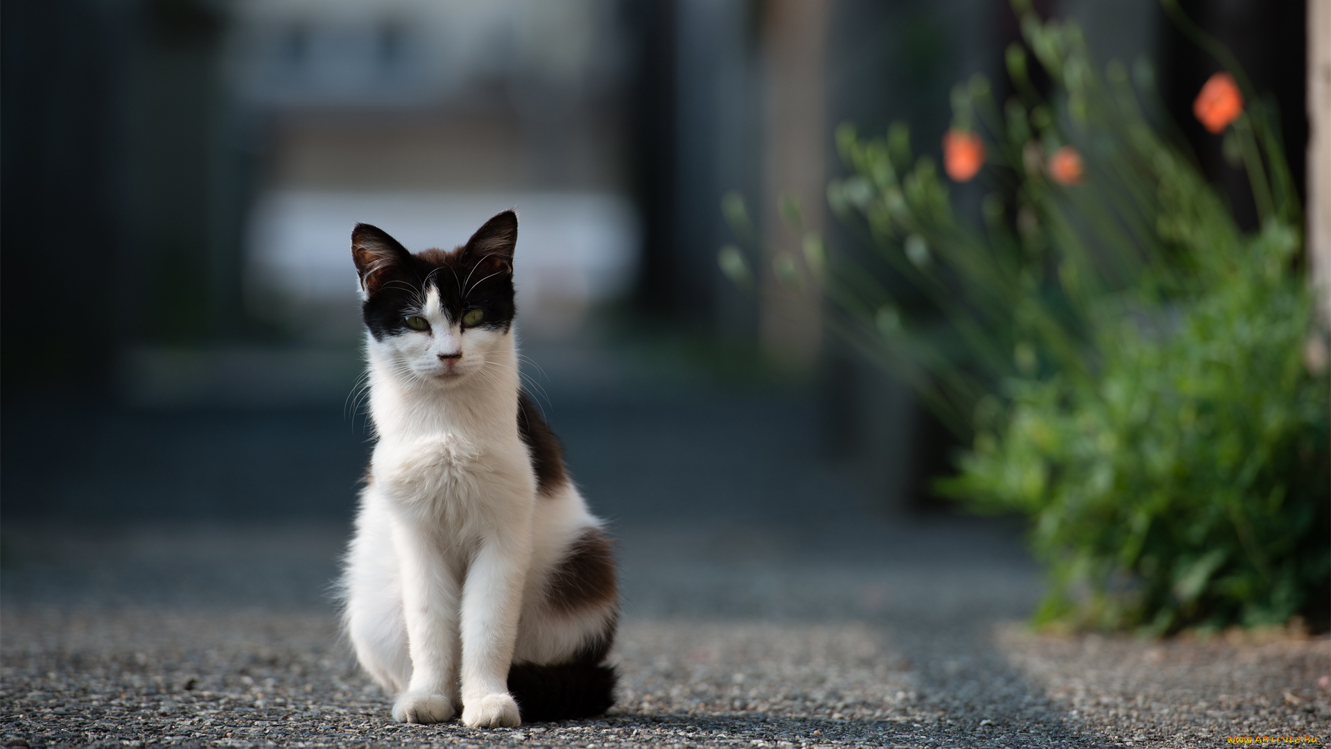 животные, коты, асфальт, дорога, улица, кошка, цветы