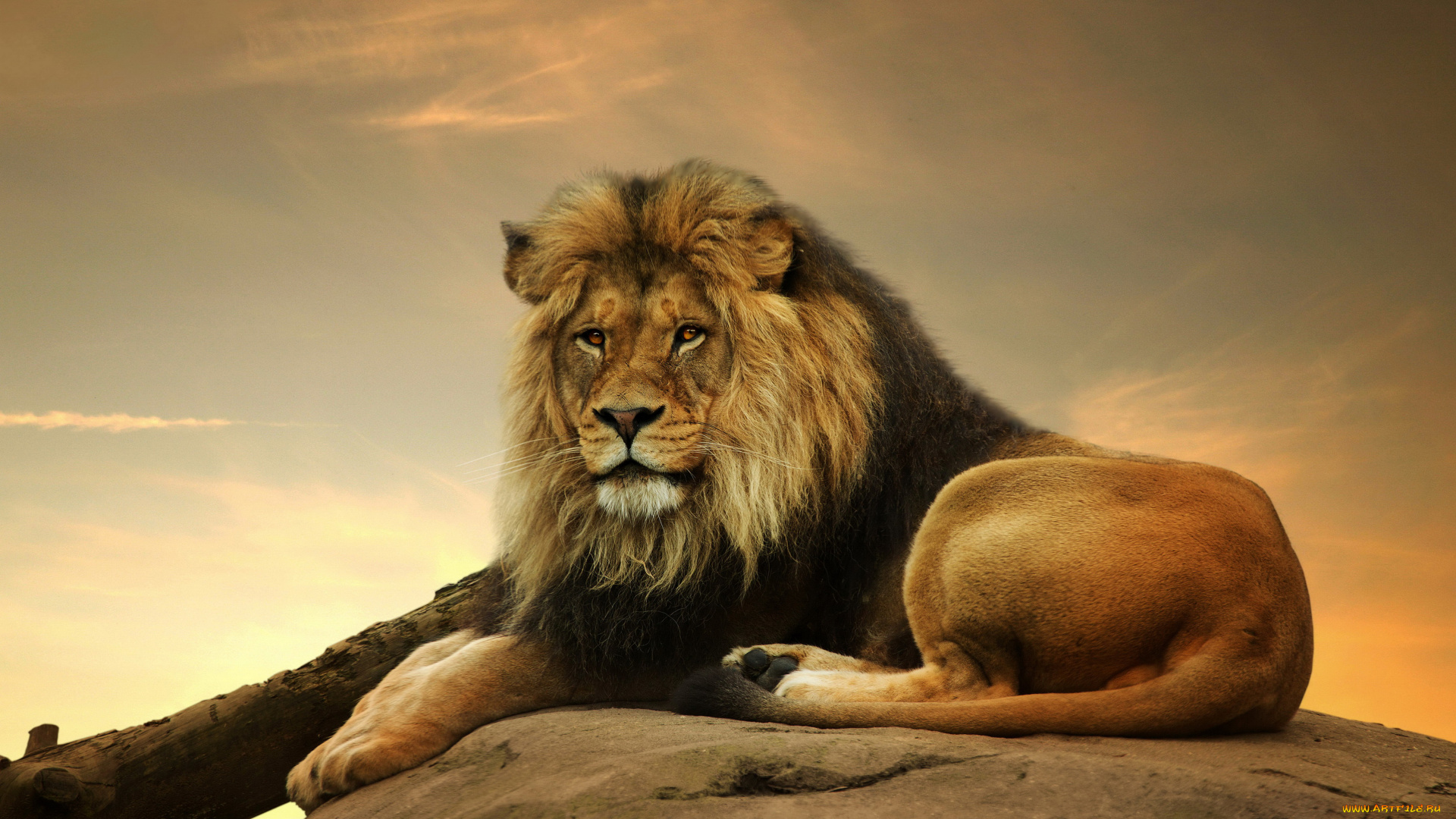 животные, львы, лев, закат, кошки