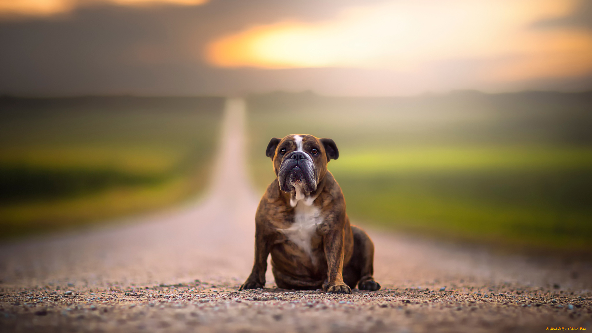 животные, собаки, дорога, взгляд, собака, простор