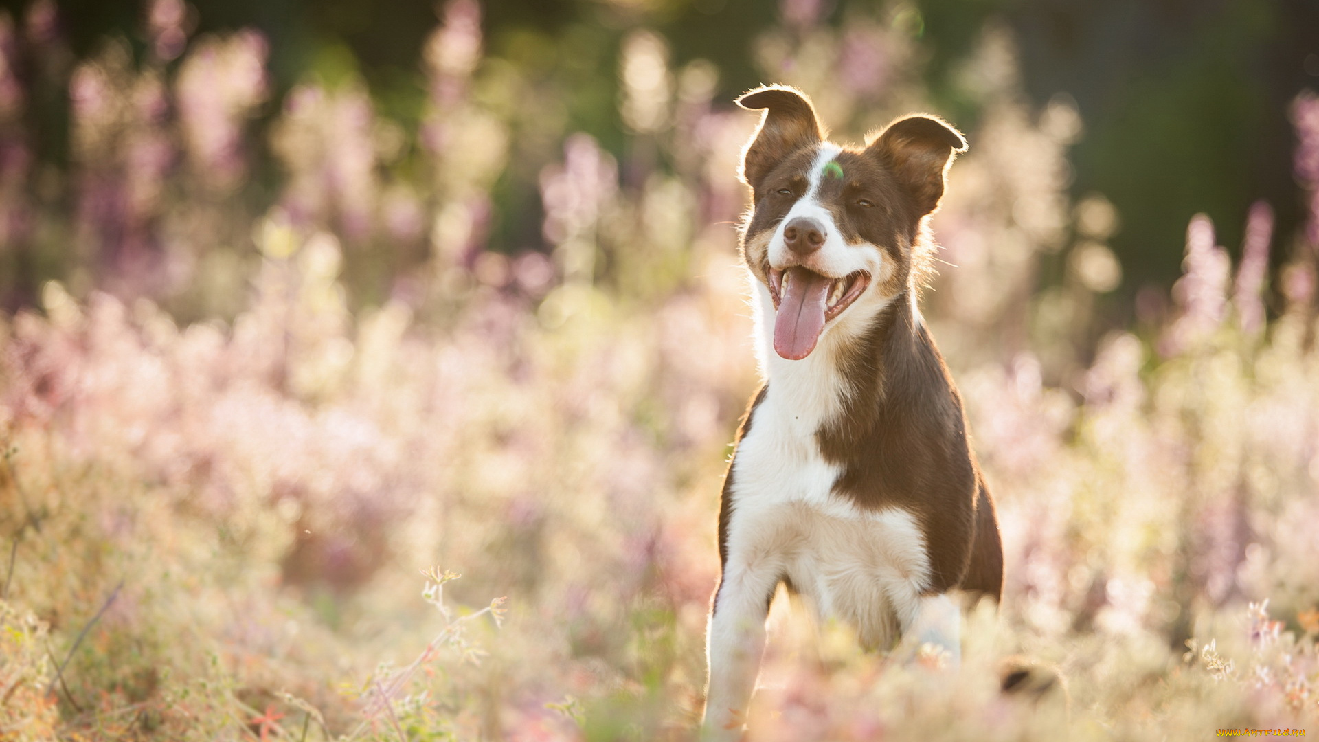 животные, собаки, друг, лето, взгляд, собака