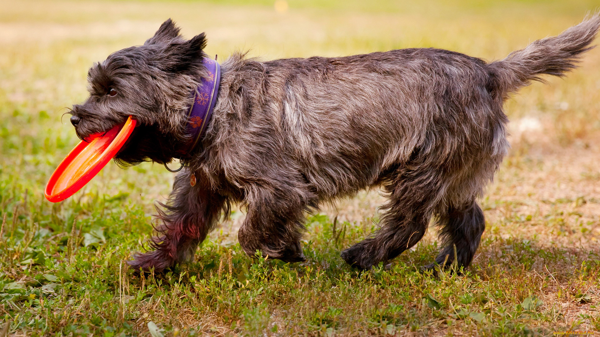 животные, собаки, собака, трава