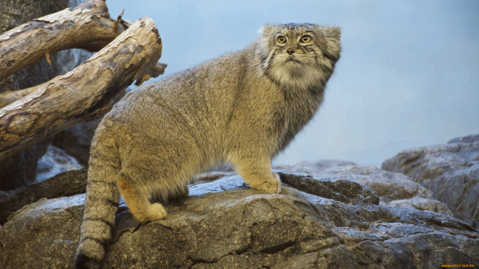 манул, животные, манулы, кот