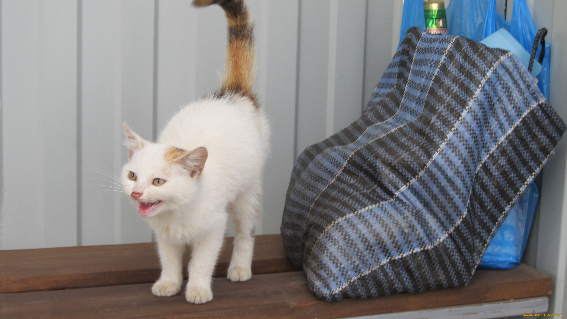 животные, коты, грозный, сторож, кошка, сумка