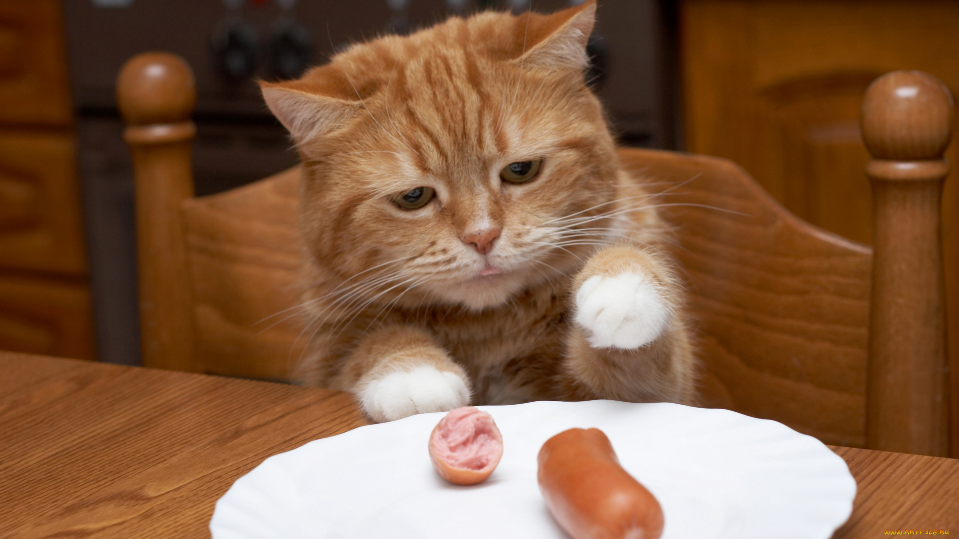 животные, коты, тарелка, кот, коричневый, мясо, обед, стол, кухня, ворует, голодный, рыжий, сосиска