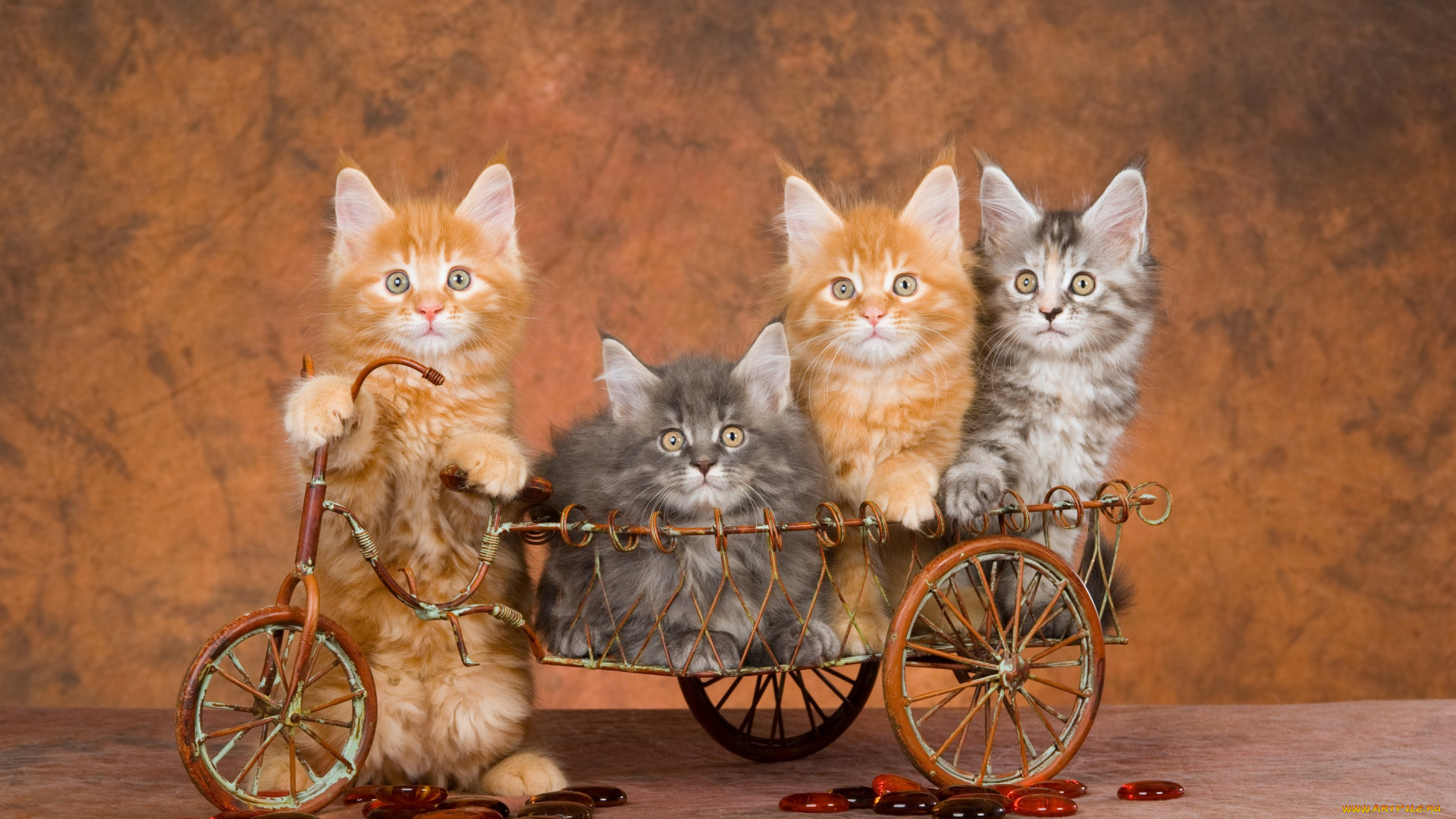животные, коты, забавно, полосатые, серые, рыжие, велосипед, четыре, квартет, четверо, котята, коричневый, фон, игрушка, корзина, повозка