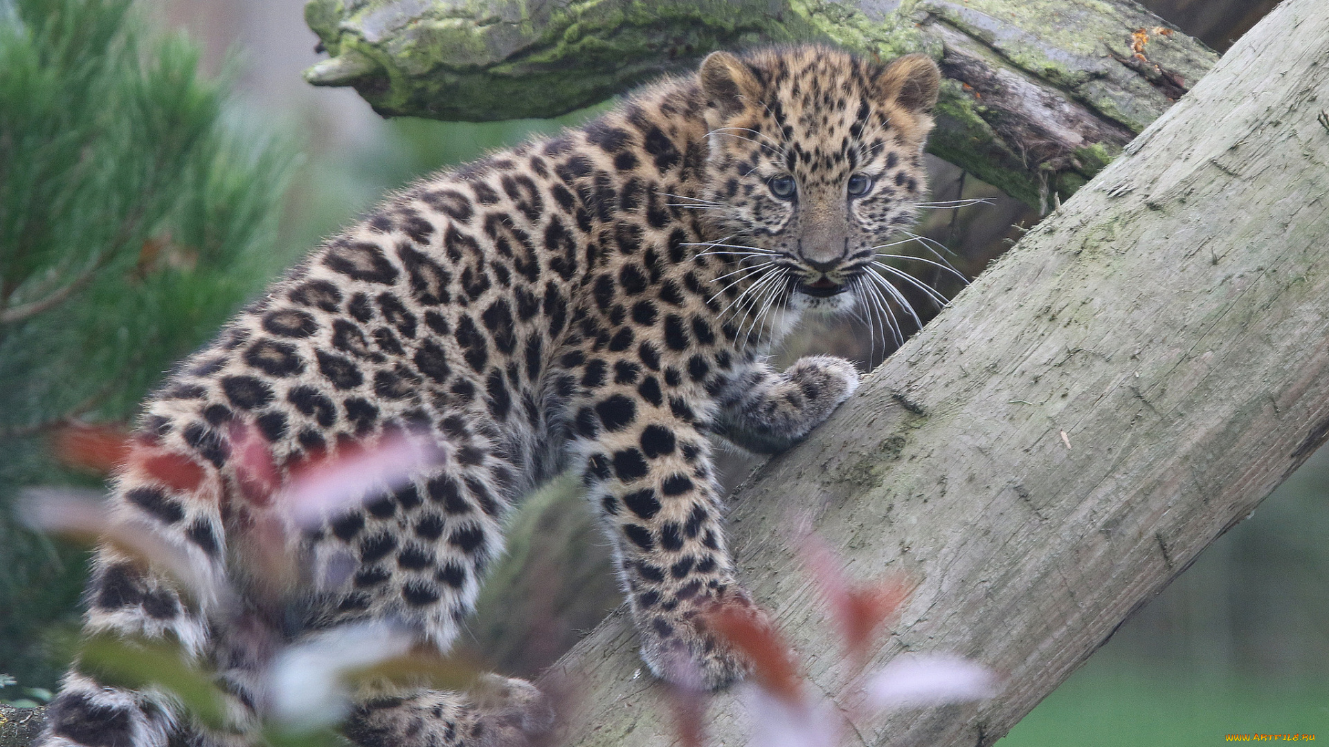 животные, леопарды, леопард, амурский, бревно, детёныш, котёнок, дальневосточный