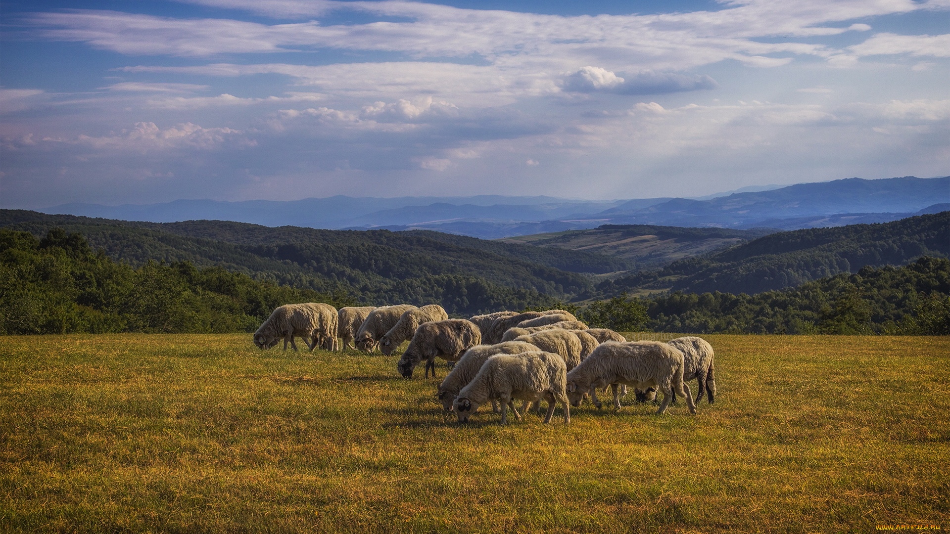 животные, овцы, , бараны, холмы, овечки