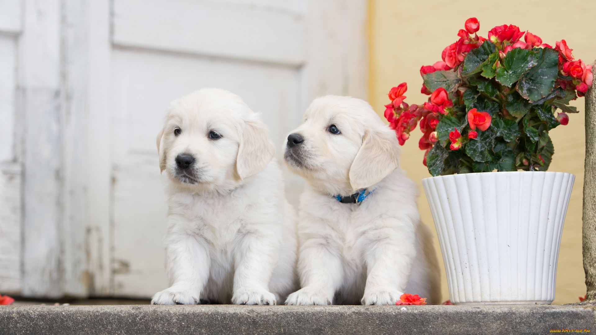 животные, собаки, бегония, цветок, парочка, двойняшки, щенки
