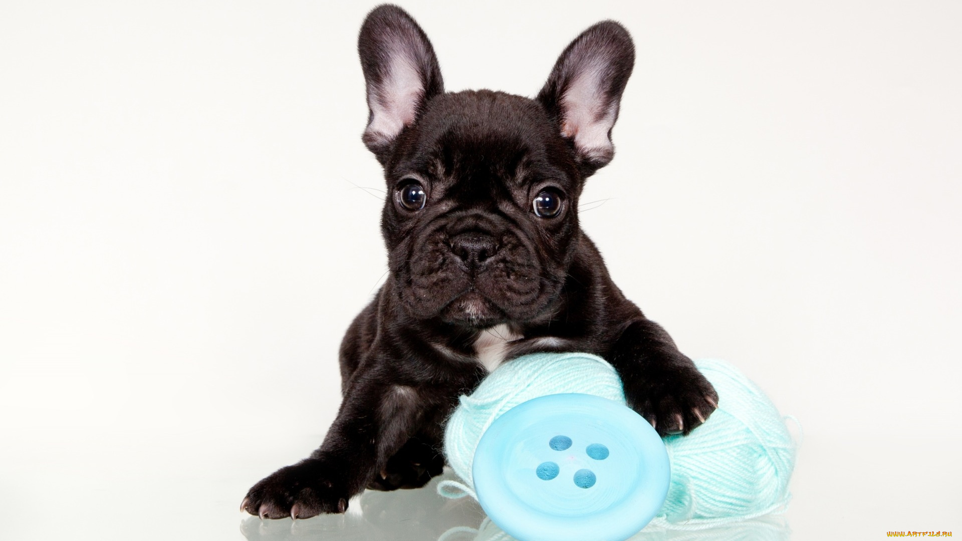животные, собаки, черный, клубок, пуговица, щенок, французский, бульдог