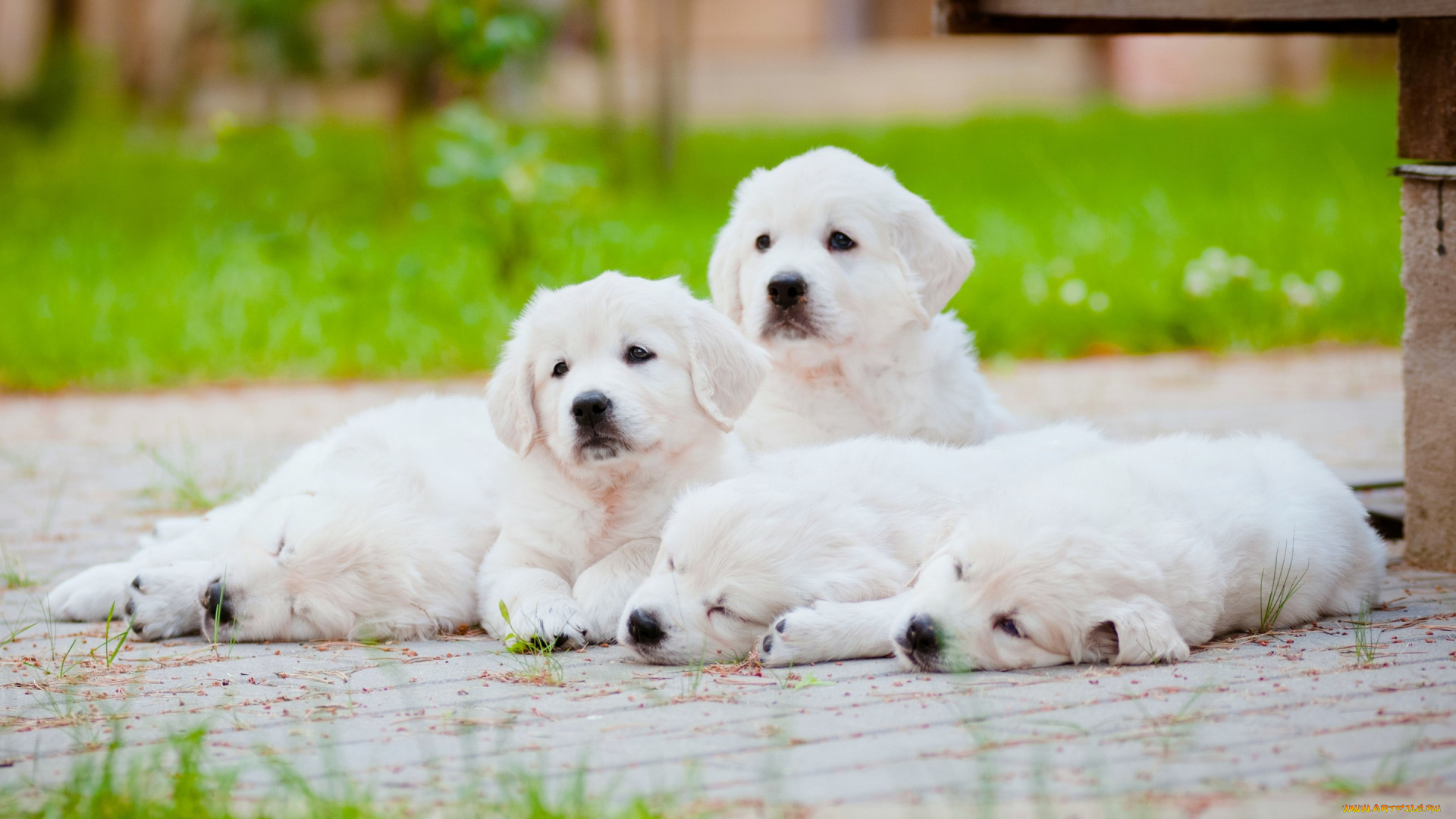 животные, собаки, отдых, щенки