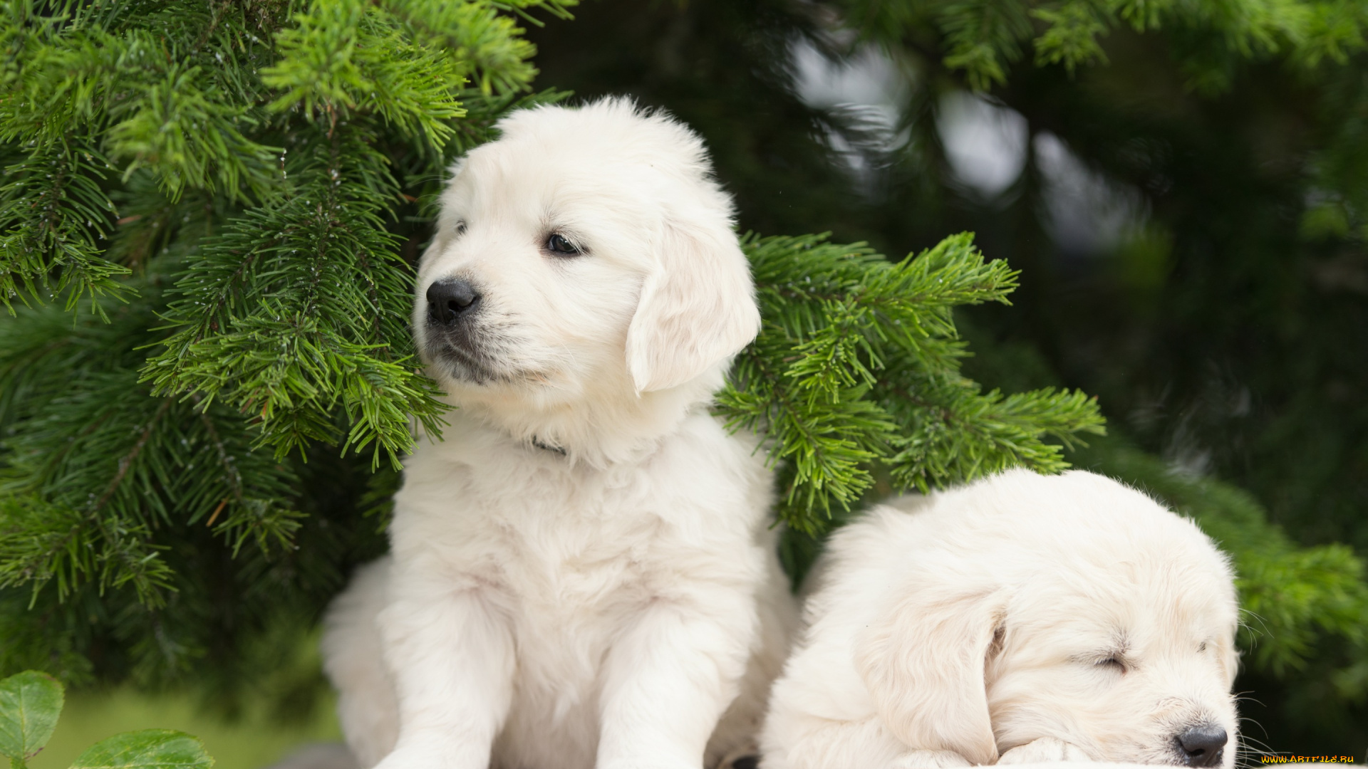 животные, собаки, парочка, двойняшки, щенки, еловые, ветки