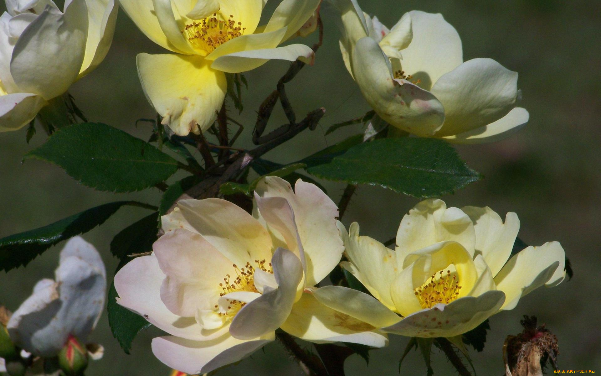 цветы, шиповник, куст, цветение