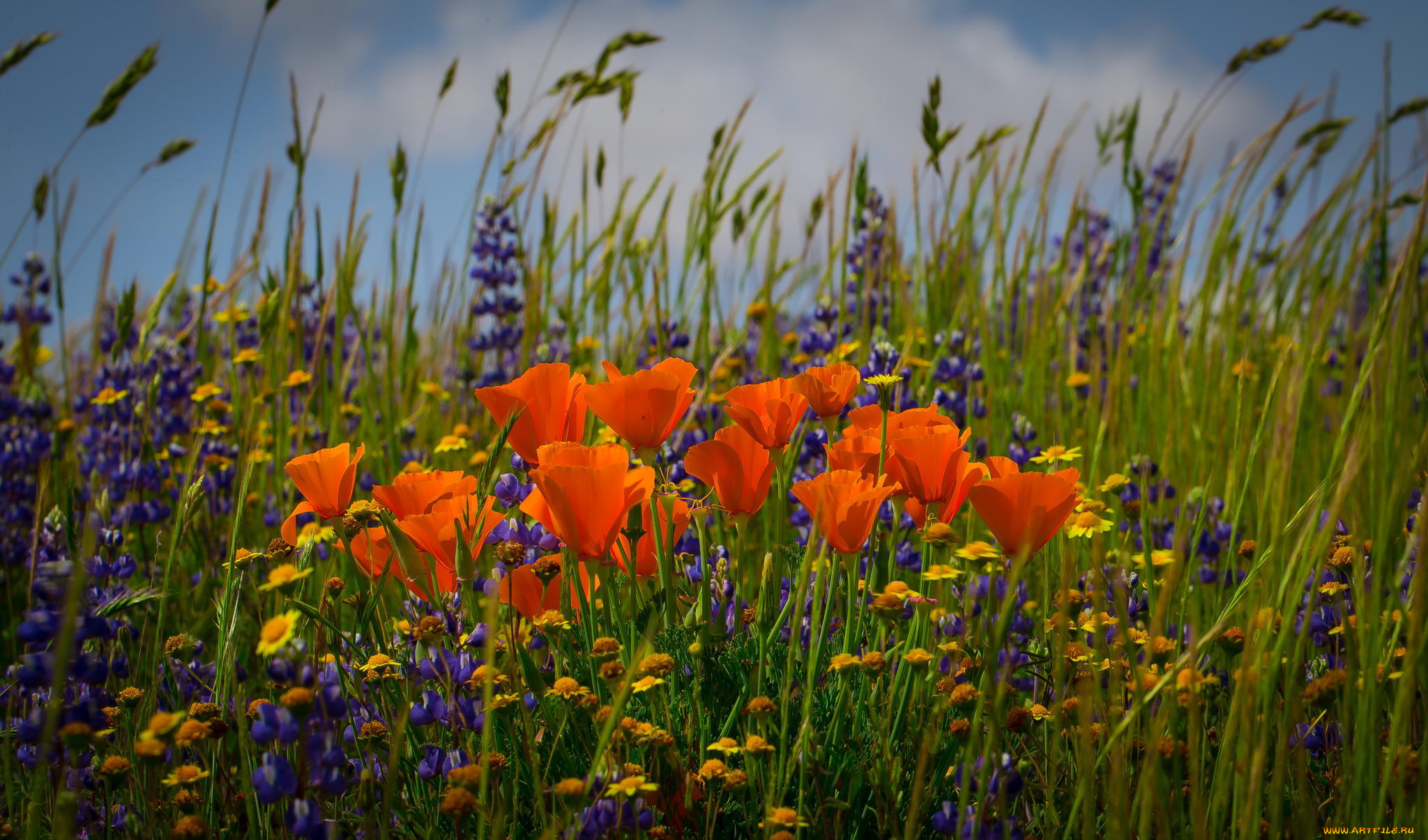 цветы, разные, вместе, маки, поле, колоски, ромашки, эштольция, калифорнийская
