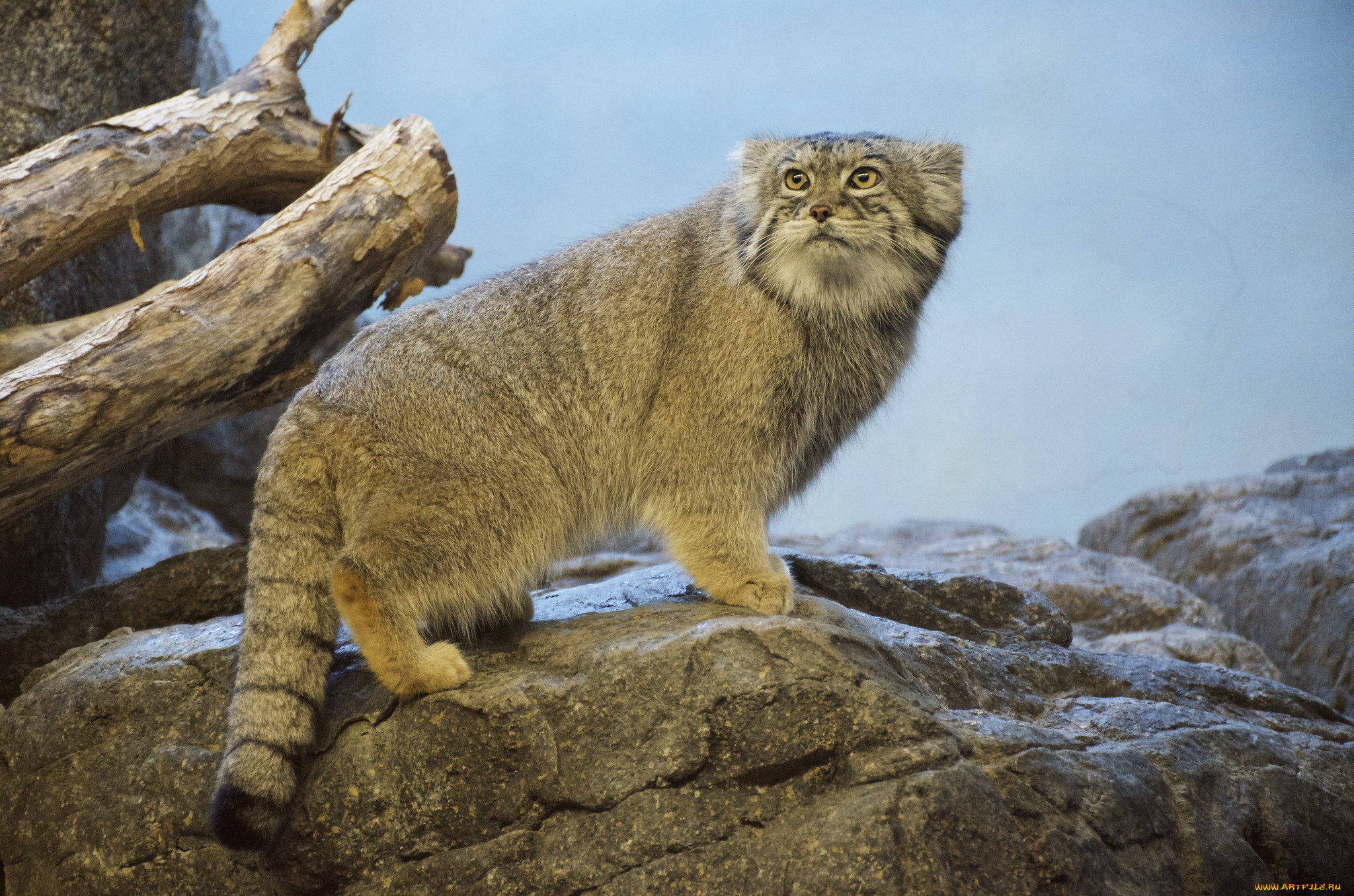 манул, животные, манулы, кот