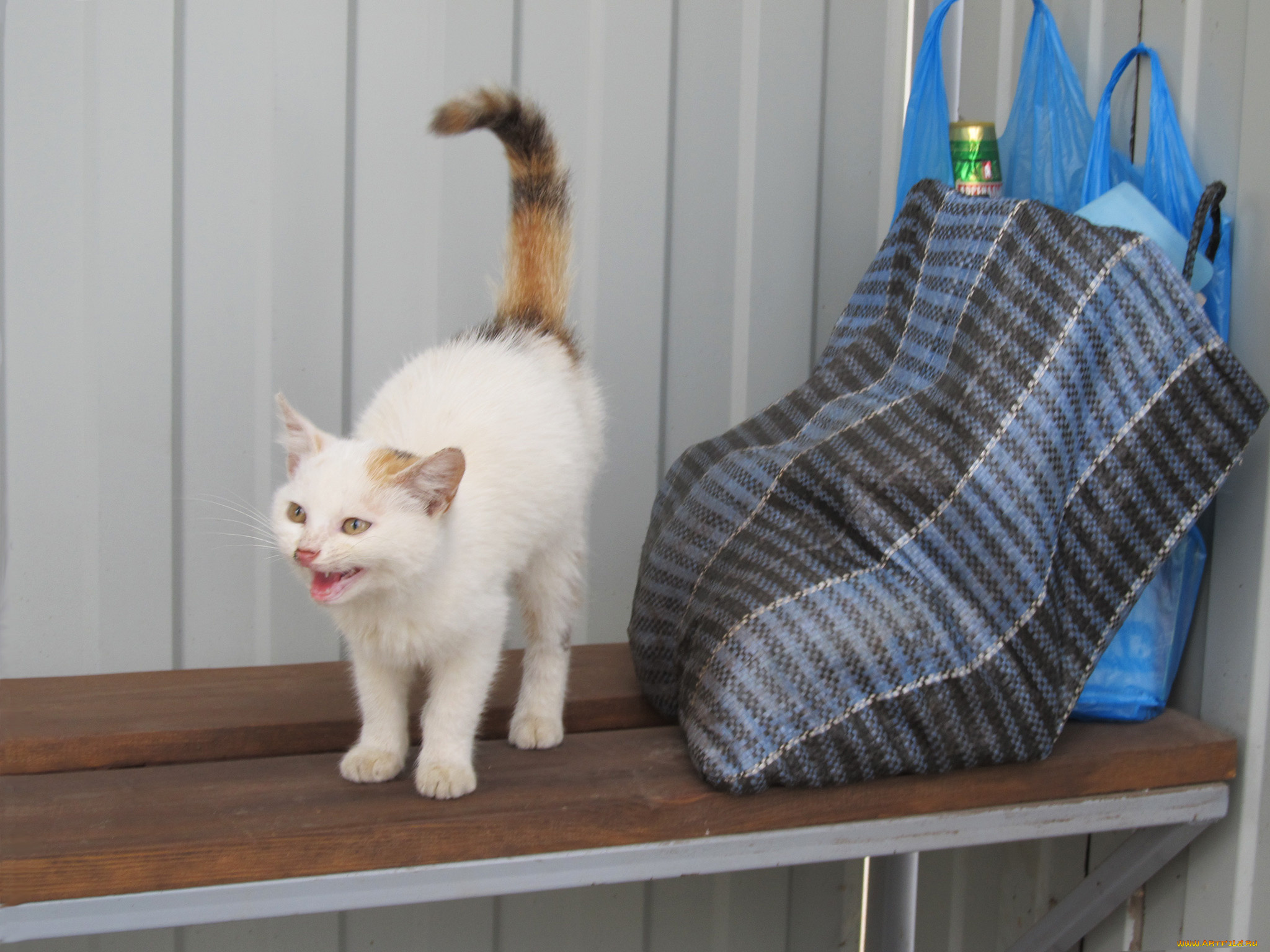 животные, коты, грозный, сторож, кошка, сумка