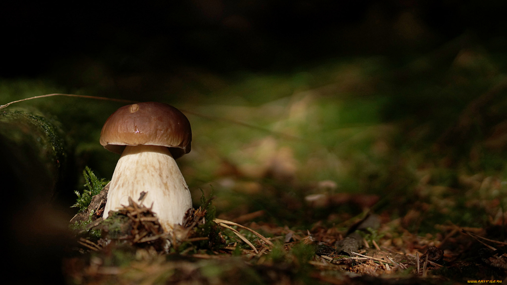 природа, грибы, лес
