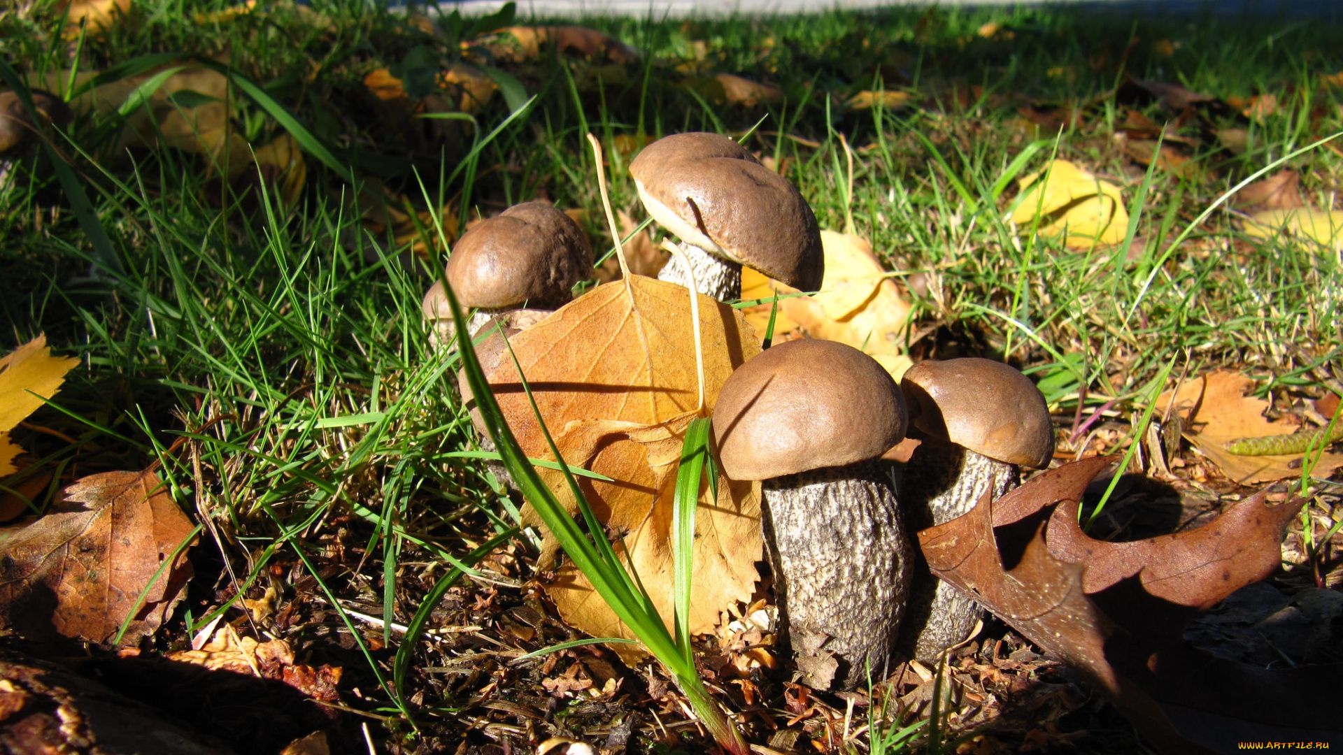 природа, грибы, лес