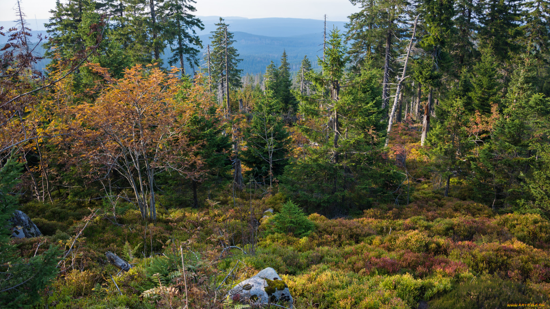 природа, лес, деревья