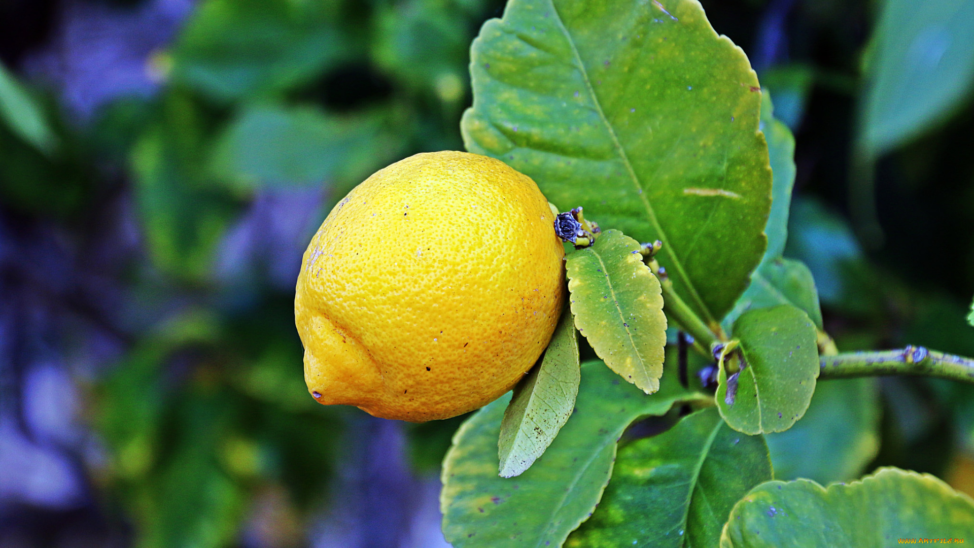 природа, плоды, лимон