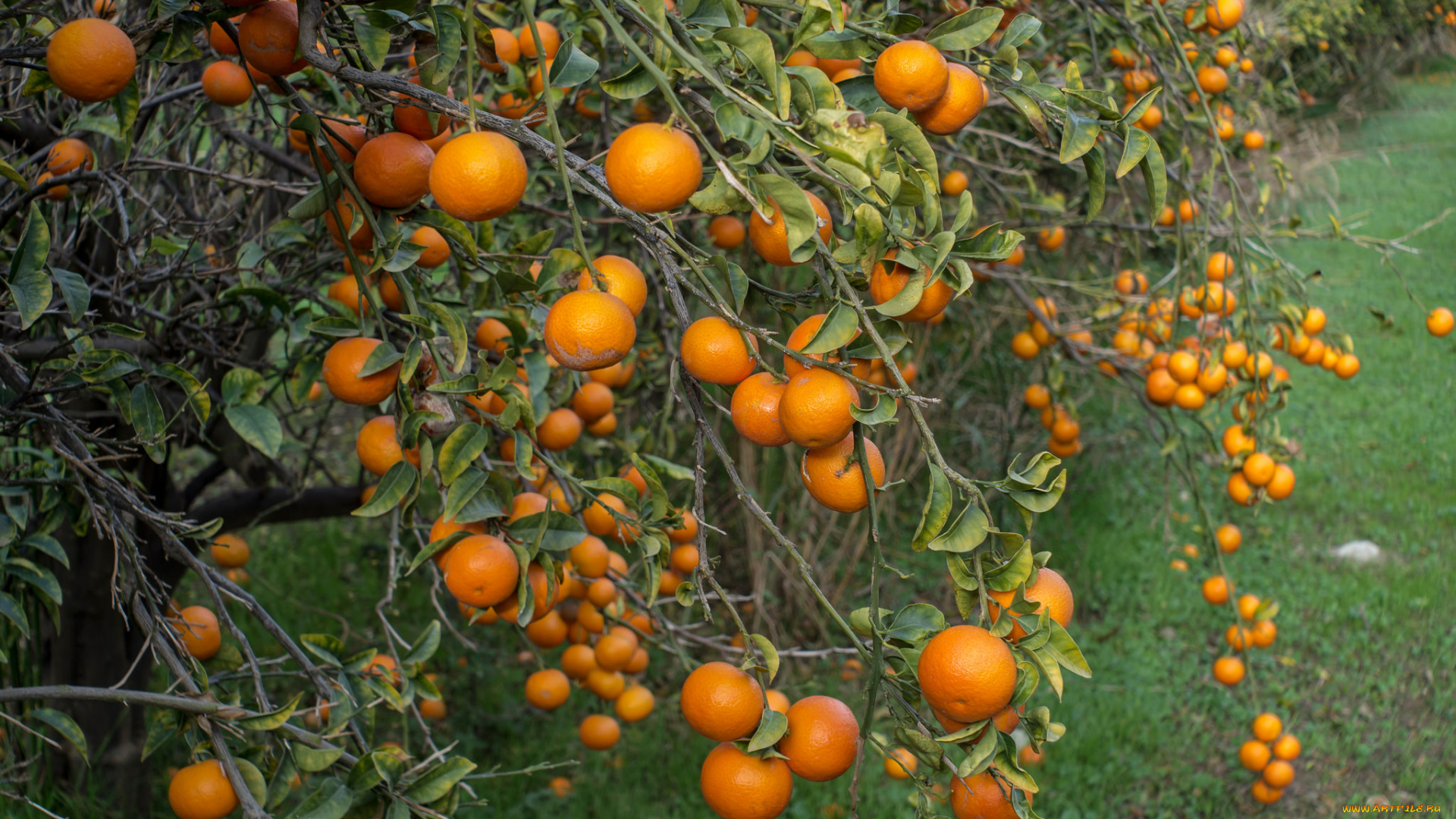 природа, плоды, мандарины