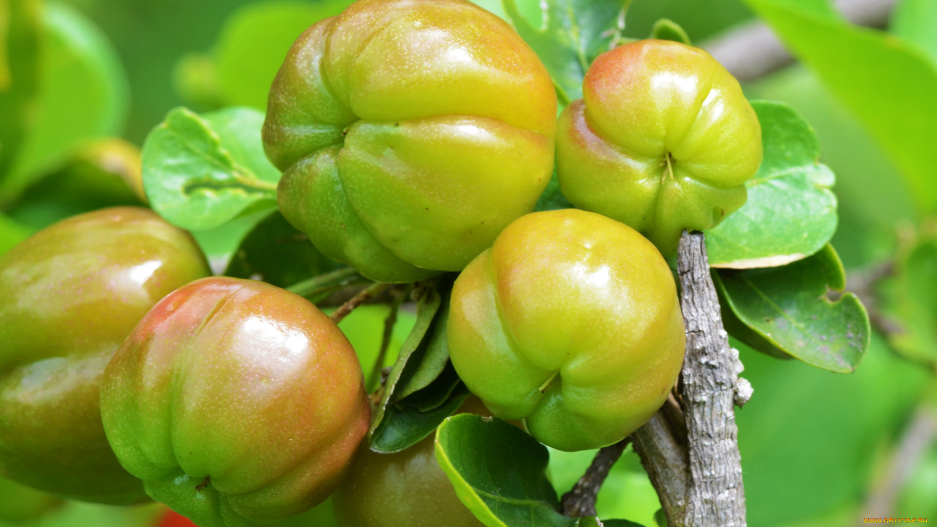 природа, плоды, томаты