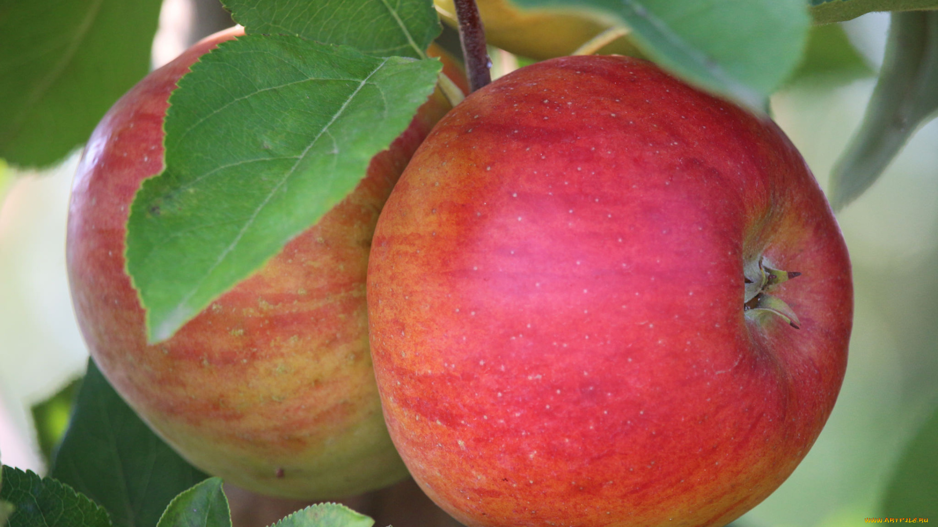 природа, плоды, яблочки