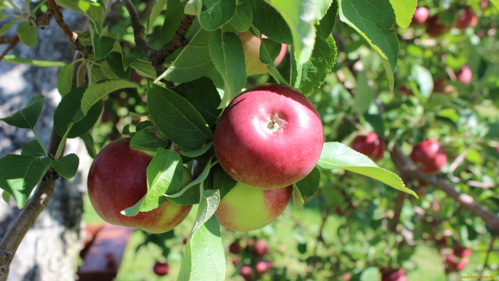 природа, плоды, яблочки
