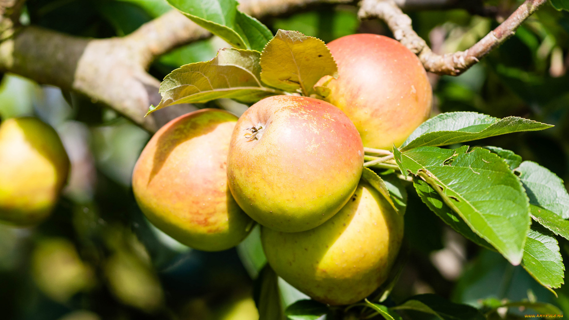 природа, плоды, яблочки