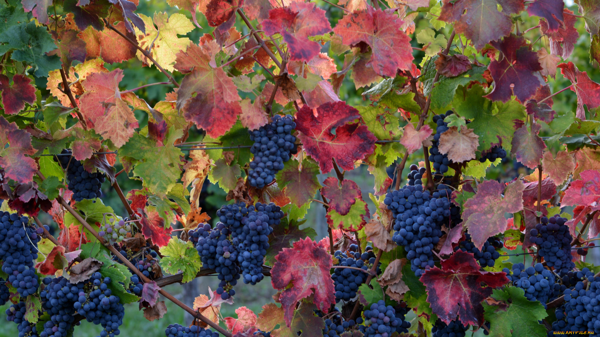 природа, Ягоды, , виноград, лоза