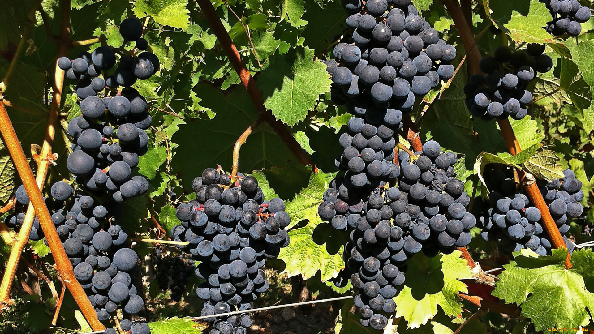 природа, Ягоды, , виноград, лоза