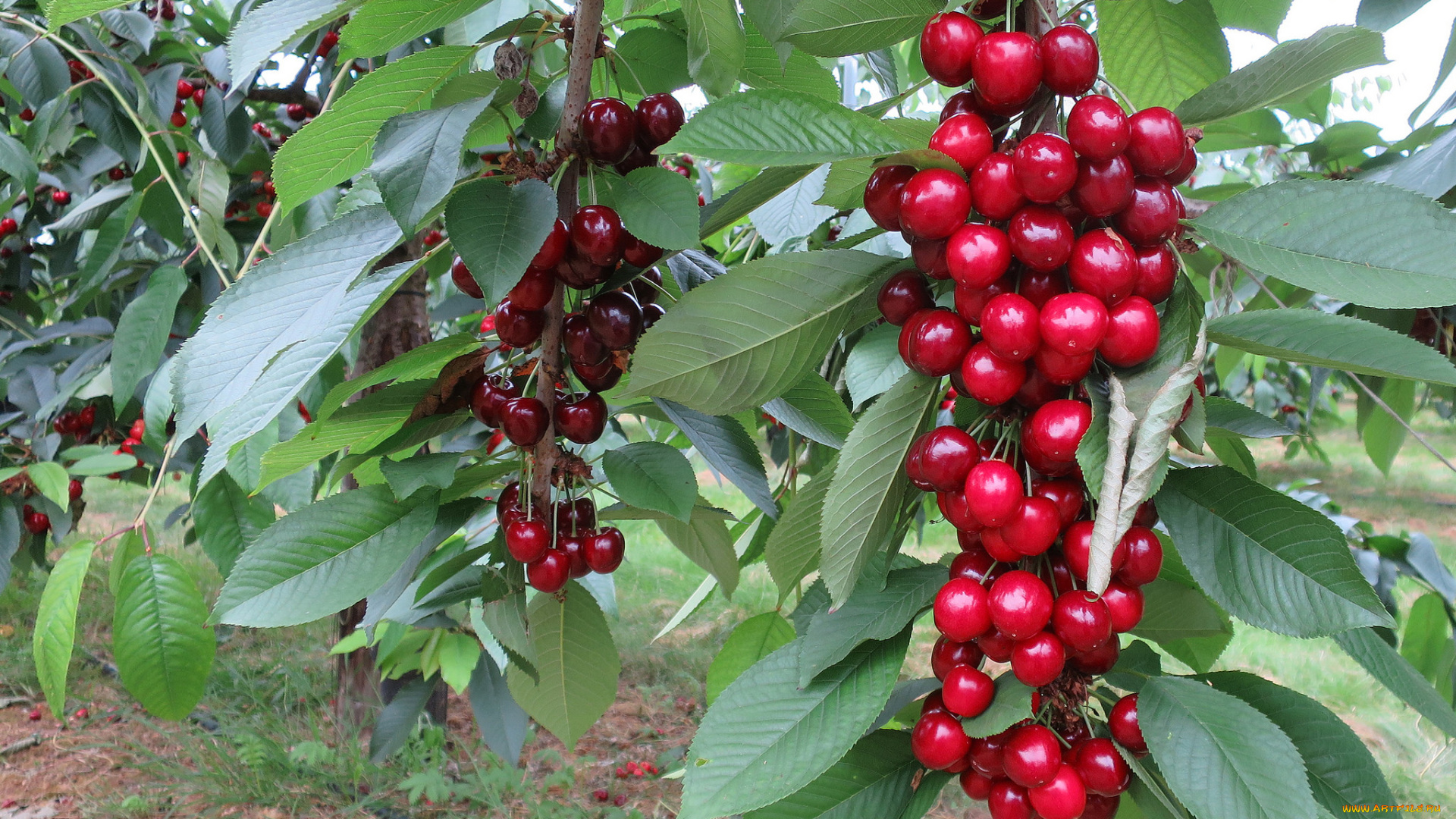 природа, Ягоды, ягодки