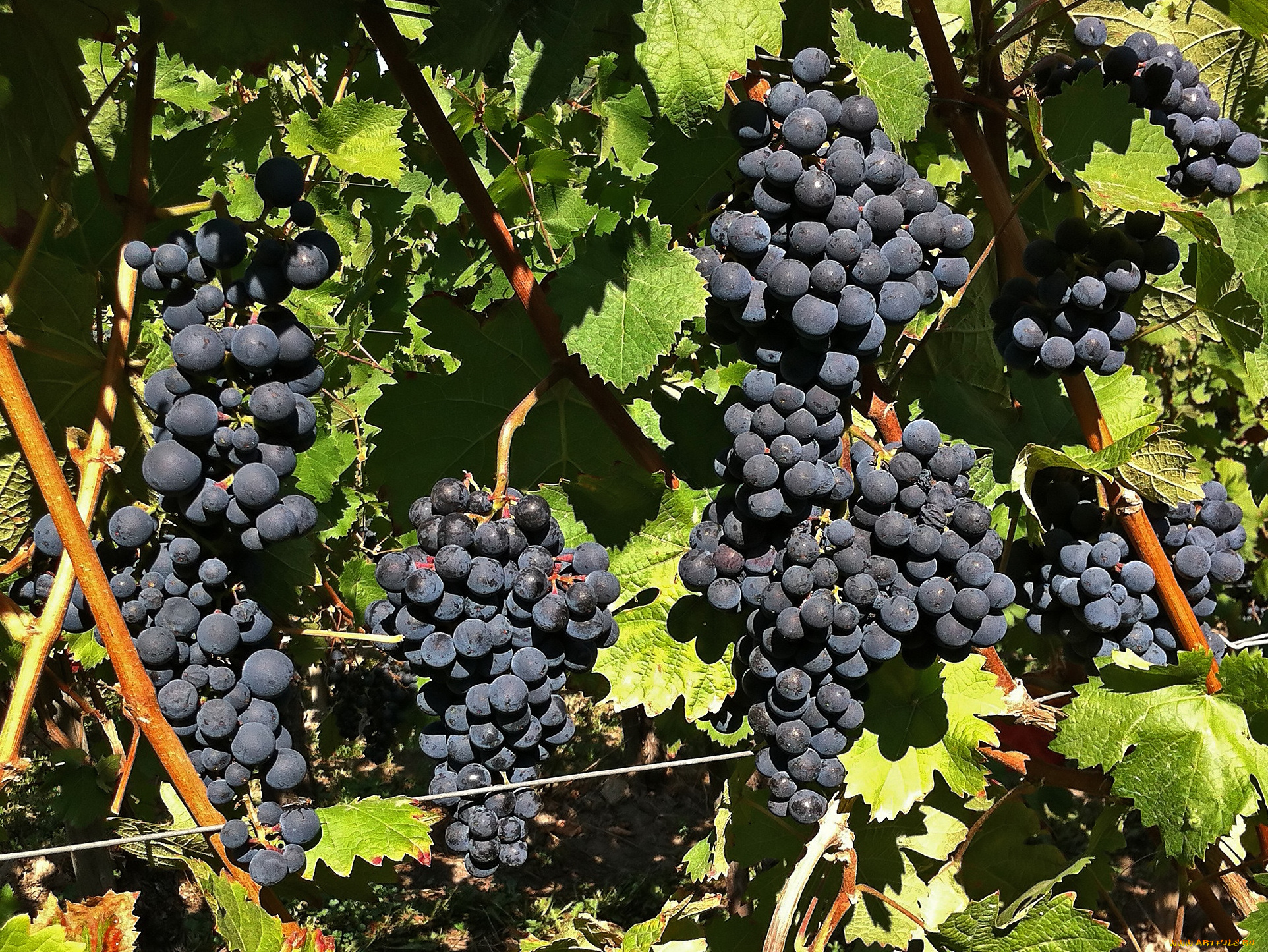 природа, Ягоды, , виноград, лоза