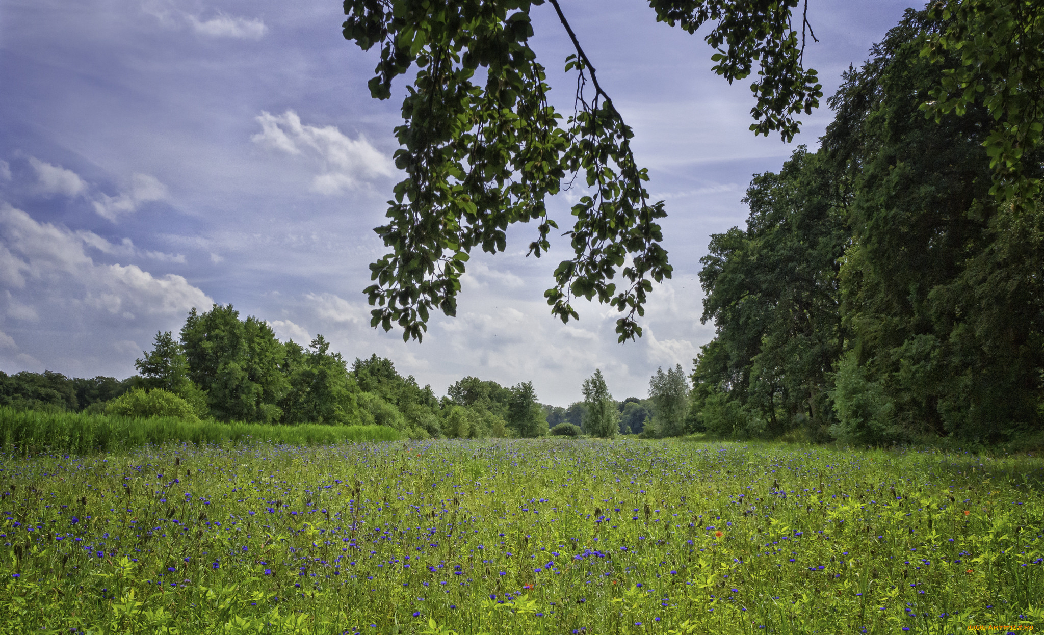 природа, луга, простор